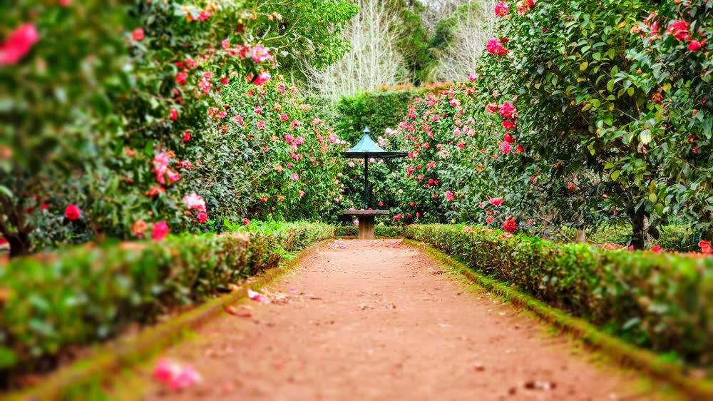 Garden path with hedges