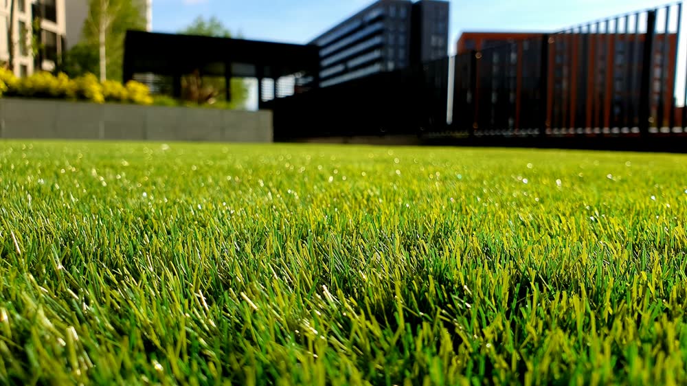 Healthy green lawn