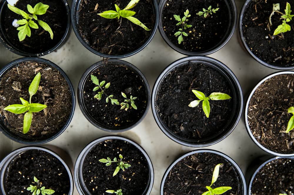 Seedlings growing in small pots